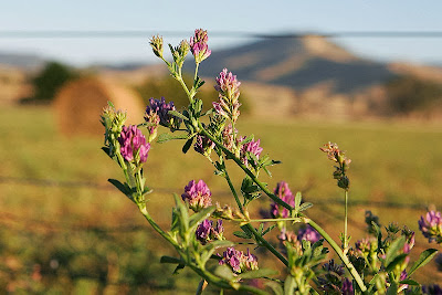 alfalfa shaklee