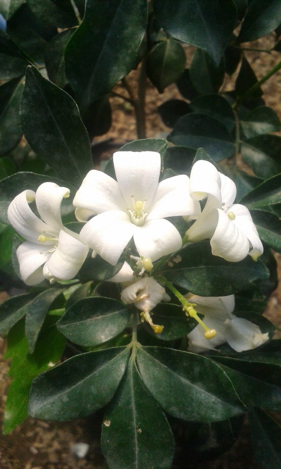 Gambar Bunga Kemuning Pickini