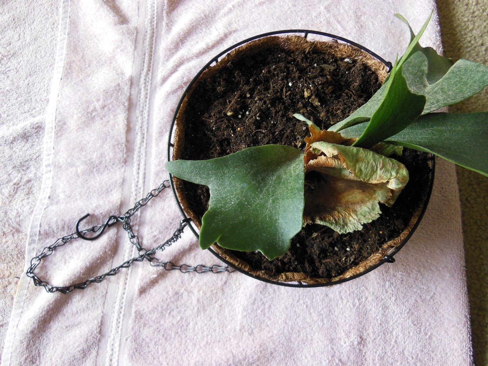 The Green House Hanging a Staghorn Fern in a Basket