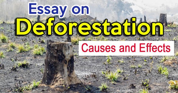 300 words essay on deforestation and its impact on environment