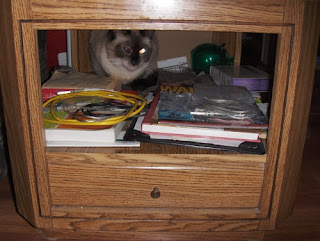 photo of Yum Yum under the table