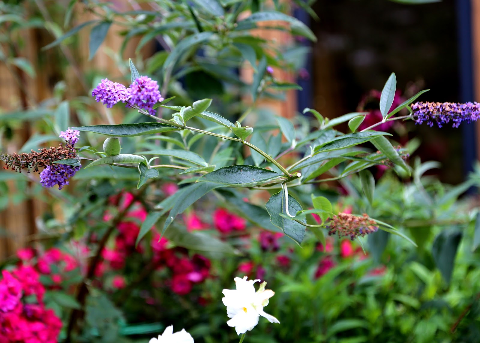 Gardener S Word Pruning Buddleia Davidii Empire Blue And Nanho