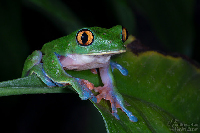 Agalychnis annae - Blue-sided Leaf Frog