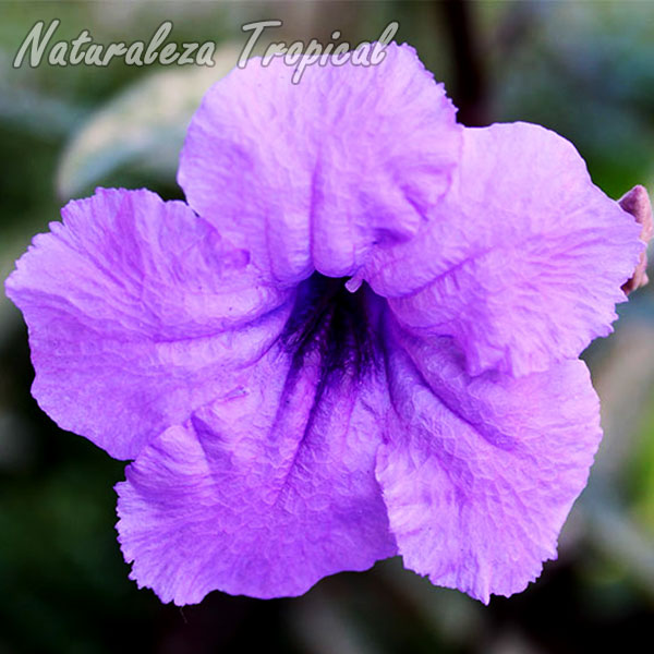 Flor de una especie del género Ruellia