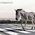 Why are zebra crossings white and black?