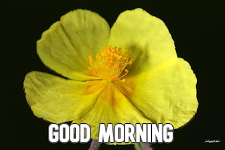 good morning images yellow rose