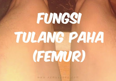 Fungsi Tulang Paha Manusia Fungsi Tulang Paha Manusia