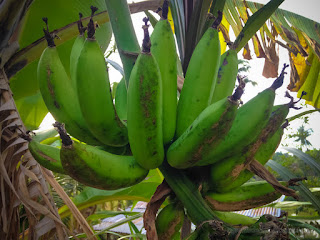 Fresh Green Banana Fruits Hanging On The Tree In Agricultural Area At The Village North Bali Indonesia