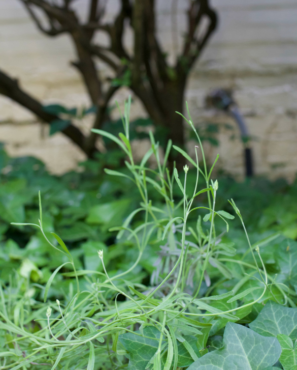 Garden Of Aaron Help Wanted Best Quick Privacy Screening Shrubs