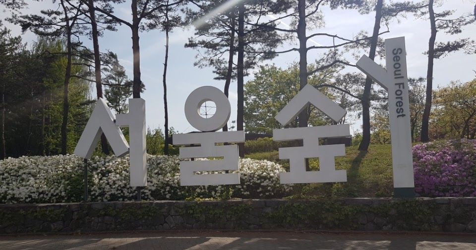 The Beauty Of Korea Mein Jahr In Seoul Sudkorea Ein Wald