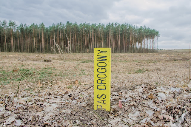 Wycinka drzew pomiędzy Pawłówkiem a Tryszczynem, obwodnica Bydgoszczy