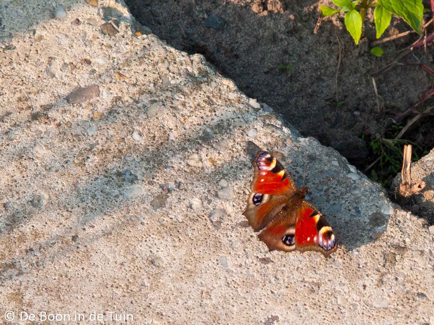 dagpauwoog vlinder vlinders moestuin volkstuin
