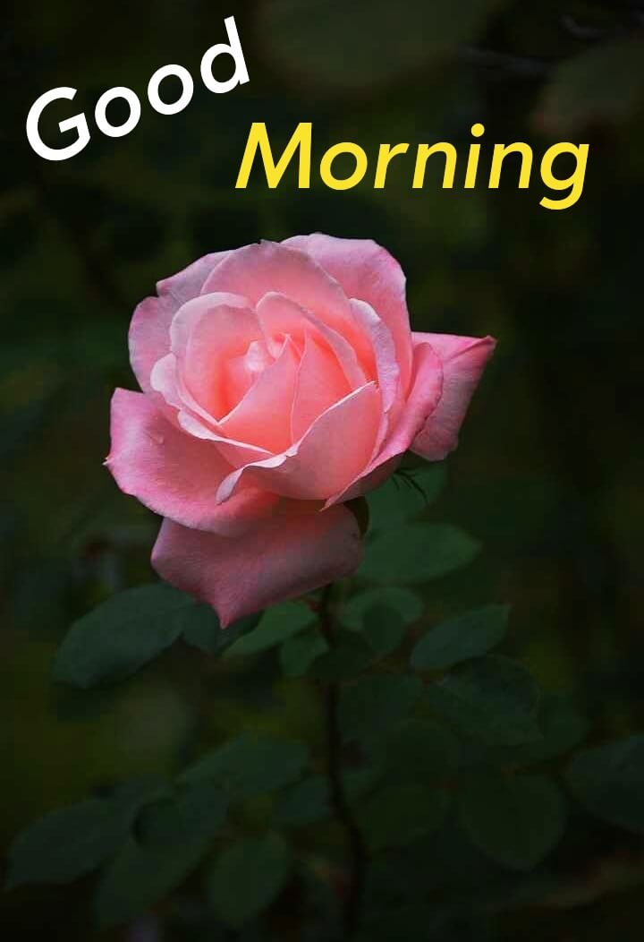 55+ Beautiful Good Morning Images [ Best Collection ] - Mixing Images
