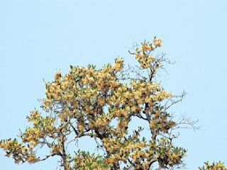 sun সুন্দরবনের সুন্দরী