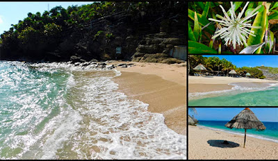 #payabay, #payabayresort, paya bay resort, bliss beach, flora, nature, beauty, 