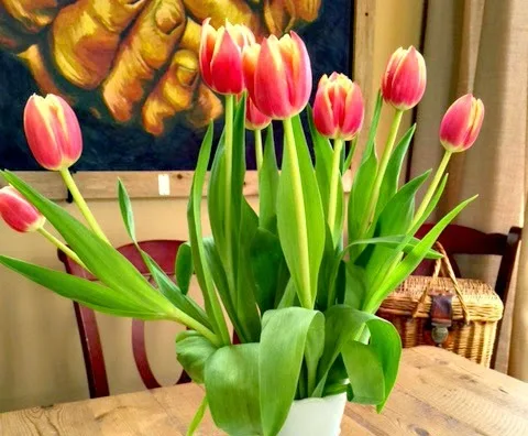 tulips bent over
