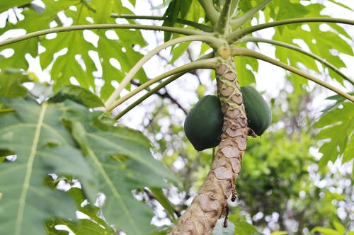 papaya ağacı fotoğrafı