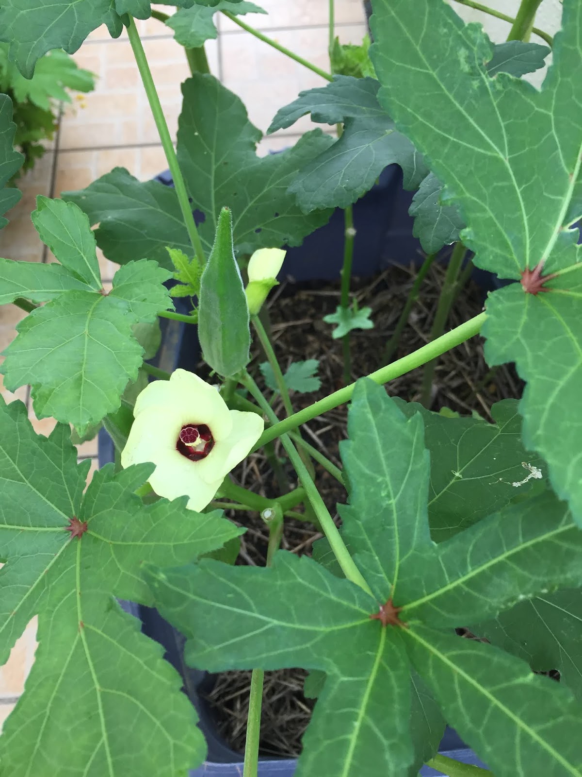 Okinawa Gardener Okra