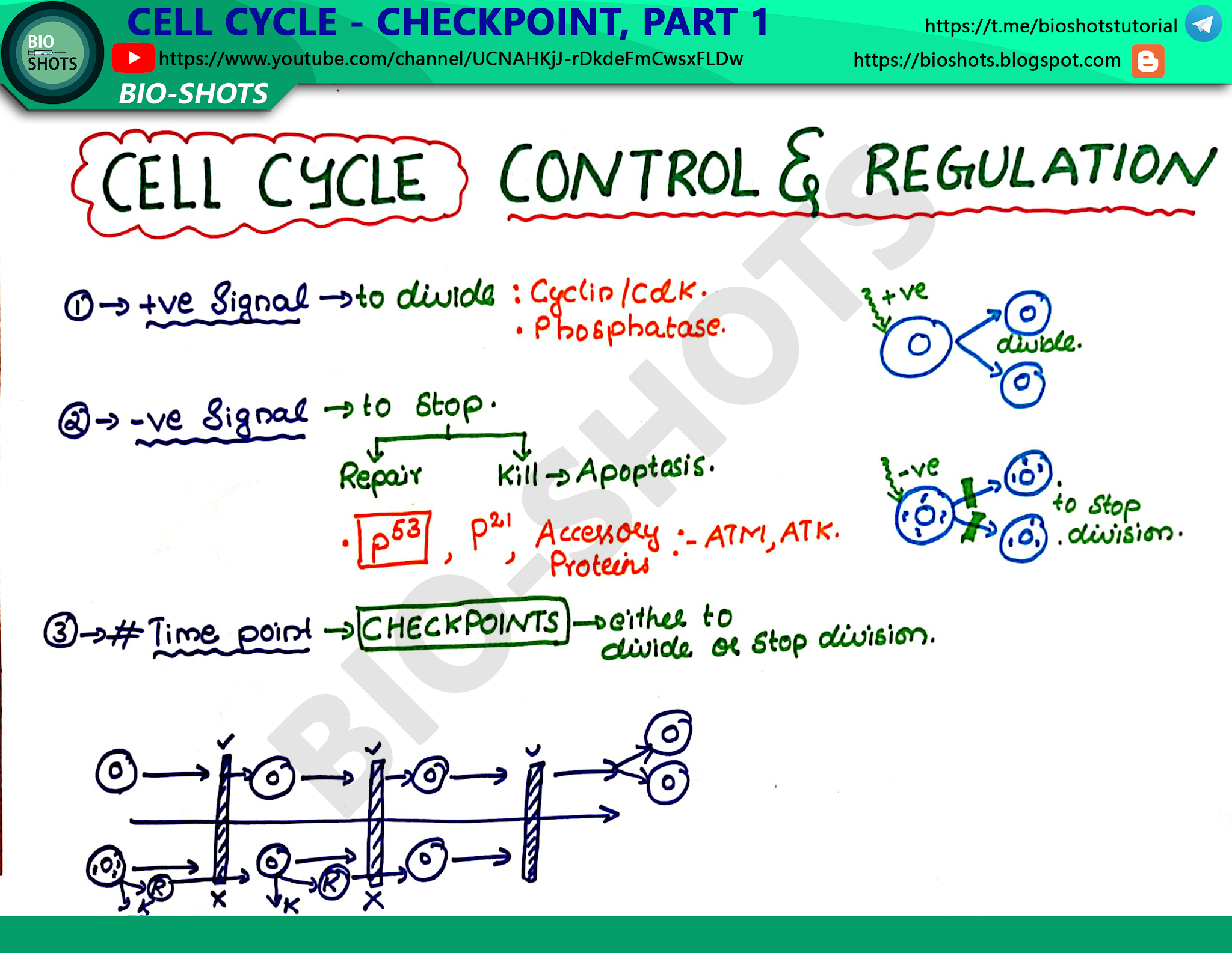 Cell Cycle Checkpoints (Introduction)