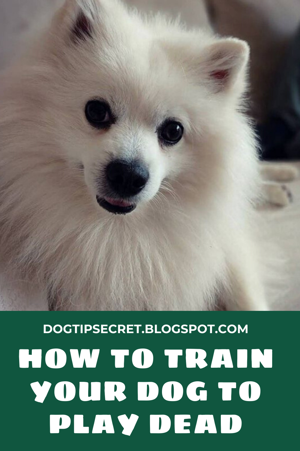 How to Train Your Dog to Play Dead Dog Training Tips Dog Tips Secret