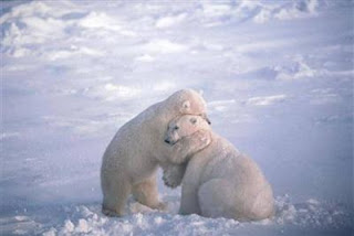 Funny Animals Hugging