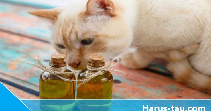 Bisakah Minyak Tawon Untuk Kucing Jamuran Ini Jawabannya Harus Tau Situs Informasi Terlengkap