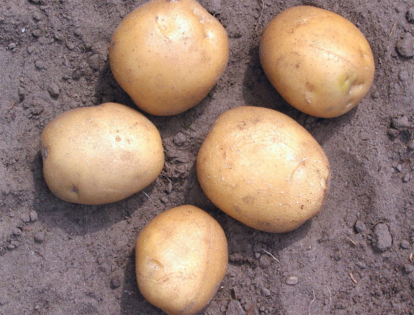 potato farming, potato farming business, commercial potato farming, potato farming business profits, how to start potato farming