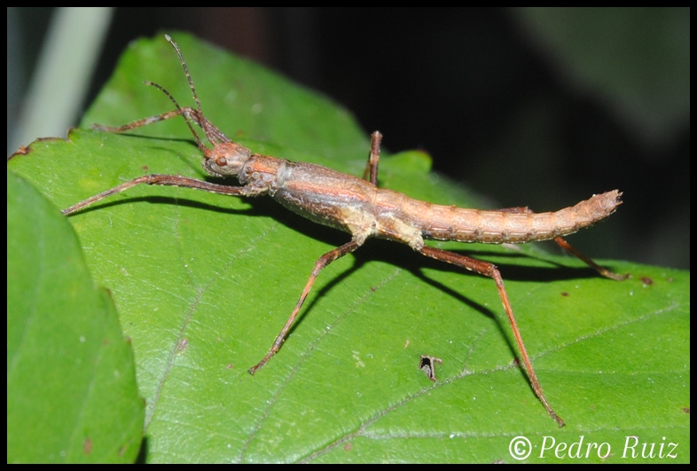Ninfa macho L2 de Hoploclonia gecko, 2,2 cm de longitud Ninfa macho L2 de Hoploclonia gecko, 2,2 cm de longitud