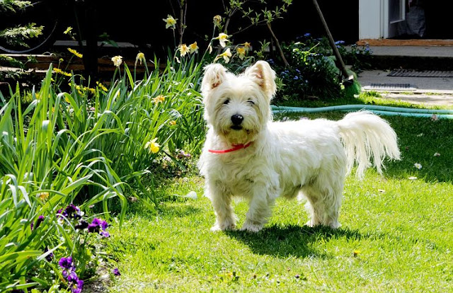 West Highland White Dog Breed Information Facts Photos and More