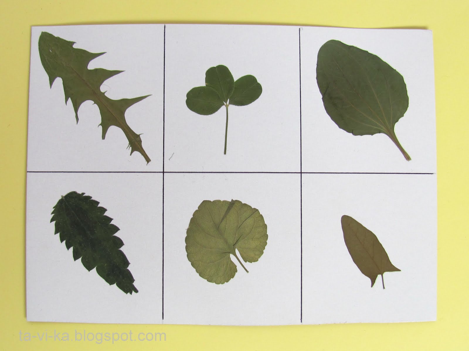 Картинки листочки для детей в детском саду