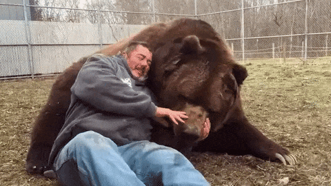 Te gustaría un abrazo de oso gif animado