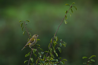 Wildlifefotografie Naturfotografie Lippeaue Grünfink