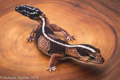 Tips Lengkap Gecko : Cara Memelihara Hingga Merawatnya Tips Lengkap Gecko : Cara Memelihara Hingga Merawatnya