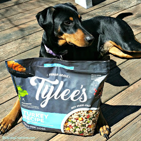 doberman mix dog with tylees frozen food