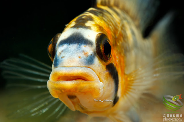 Apistogramma cf. personata / sp. Orange personata