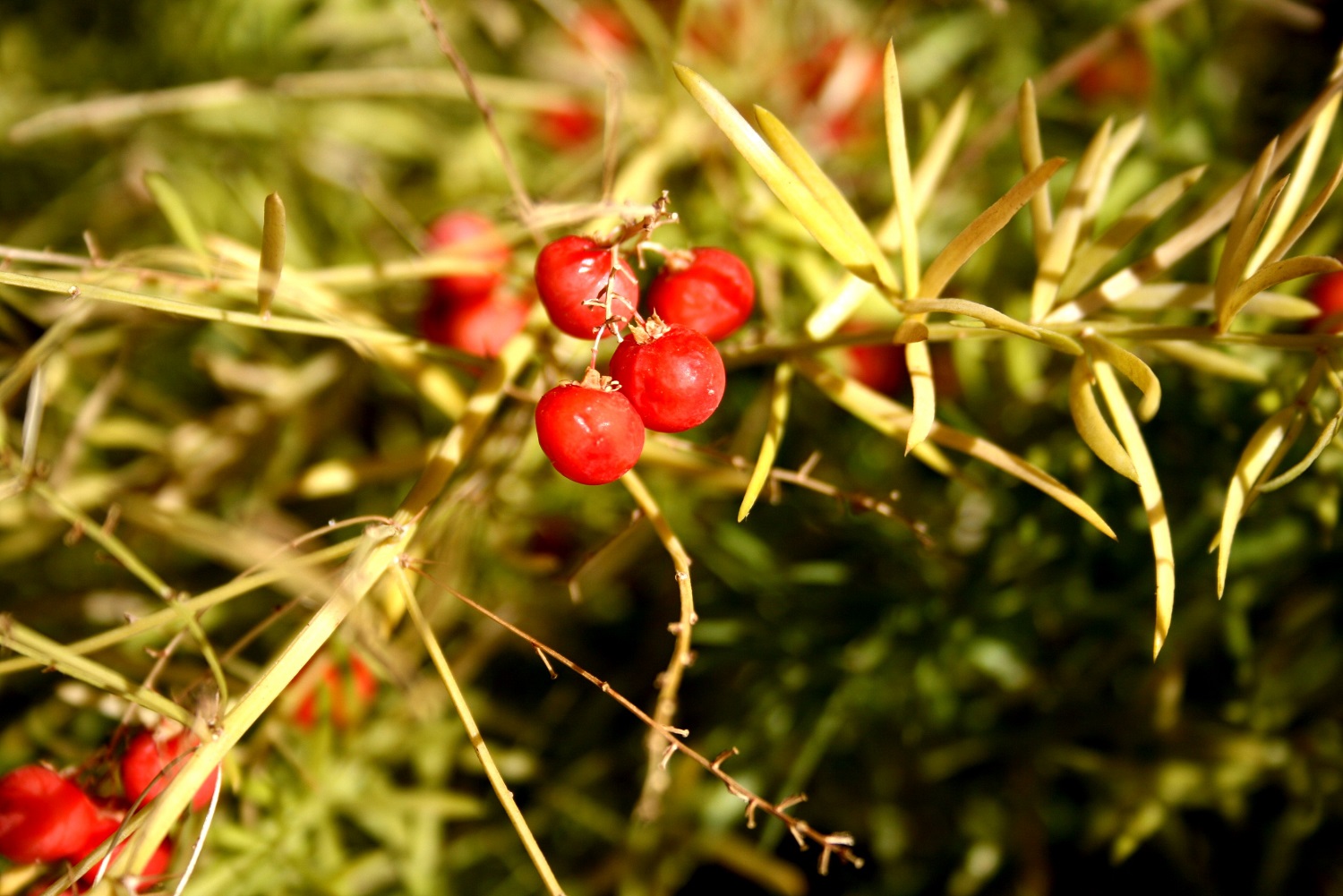 Centro Integrado de Paisajismo y Agroecología, S.Coop.And. (CENINPA