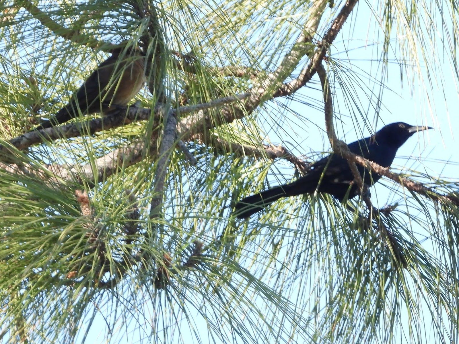 Bird & Travel Photos, Birding Sites, Bird Information MALE & FEMALE