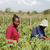 Kilimo  cha Nyanya Chungu (Growing African Eggplant) I Mshindo Media