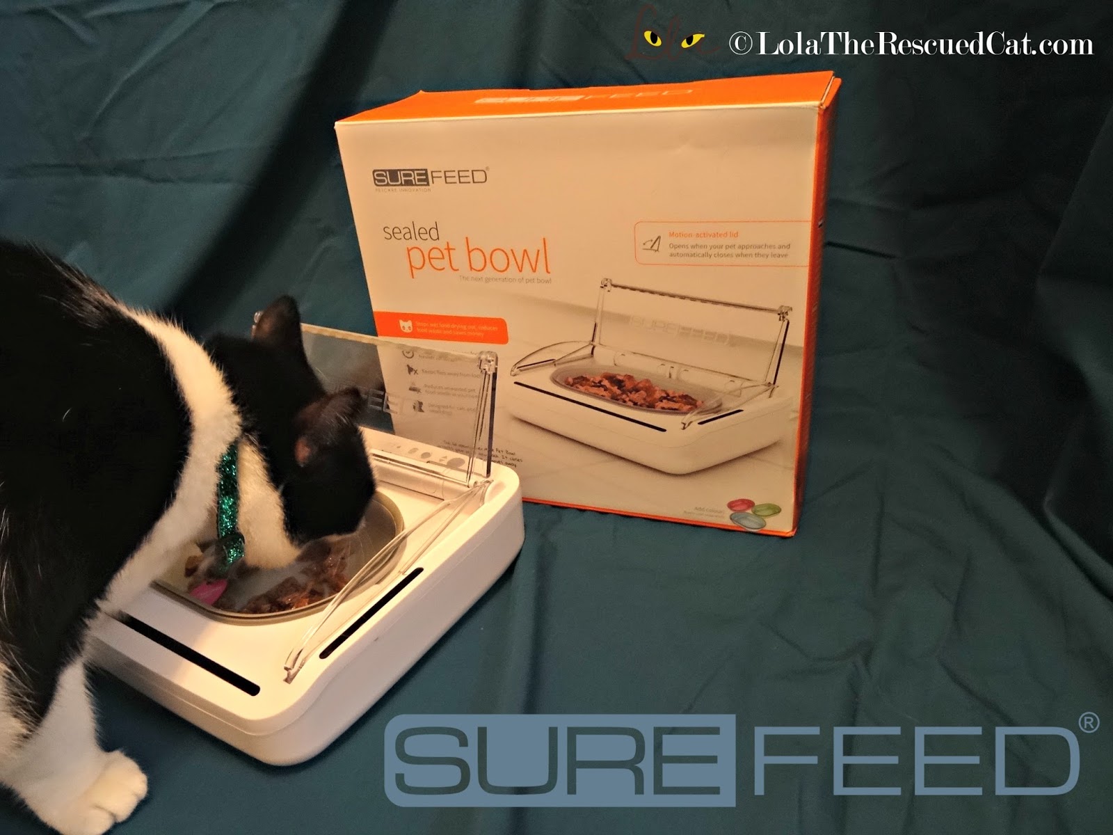 Lola The Rescued Cat Surefeed Sealed Pet Bowl Review and Giveaway