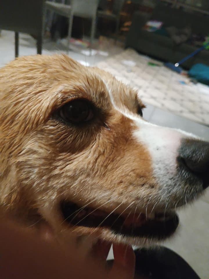 How to Naturally Treat Cherry Eye in Your Dog (Vet Approved