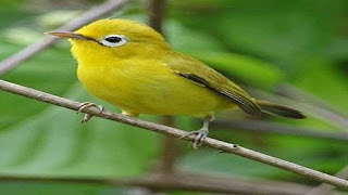 Cara Menjinakkan Burung Pleci Lombok Dengan Cepat Cara Menjinakkan Burung Pleci Lombok Dengan Cepat Cara Menjinakkan Burung Pleci Lombok Dengan Cepat