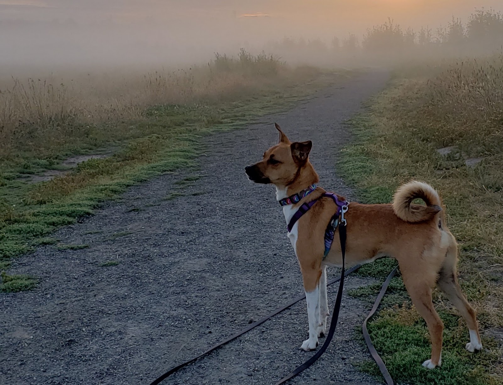 ZoePhee My Dog Won't Go POTTY! Potty Training the World's Most