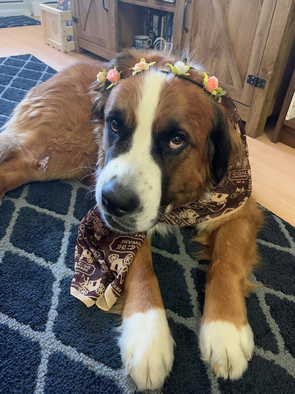 The Beverly Hills Dog Show airs tonight Paws for Reaction