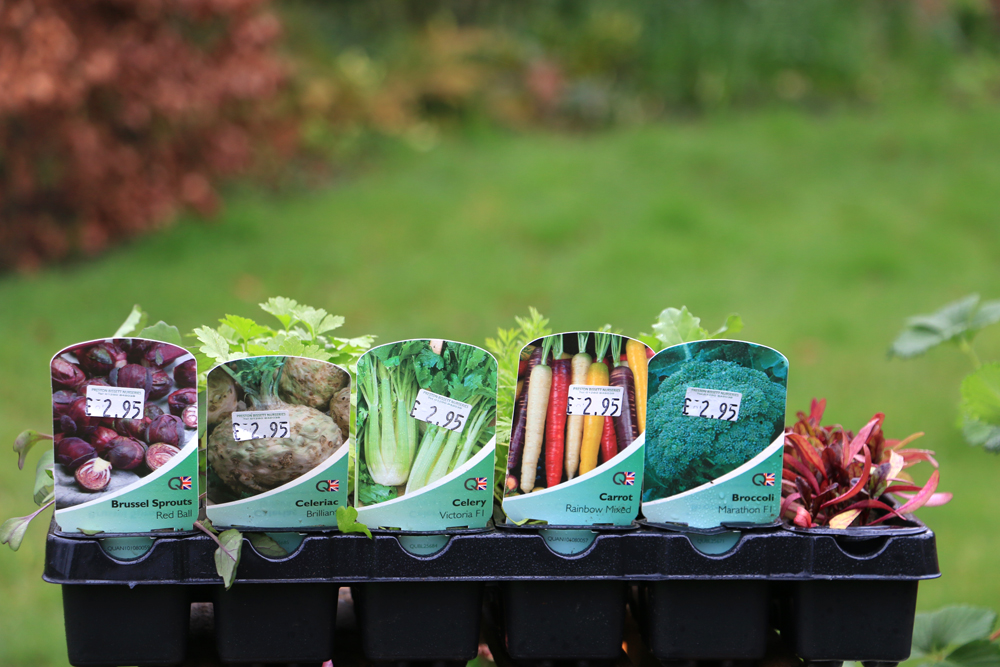 Preston Bissett Nurseries and Country Shop Vegetables Available Now To