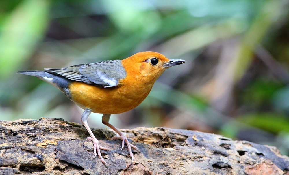 Jenis Jenis Burung Anis Info Pendidikan Dan Biologi