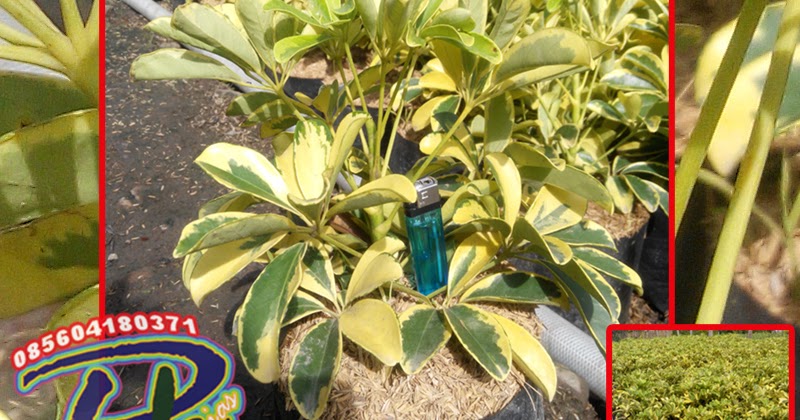 Bunga Walisongo Variegata Jual Aneka Tanaman Hias