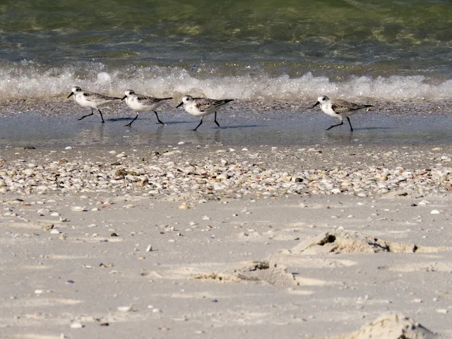 Sandpipers running in the surf in Naples, Florida