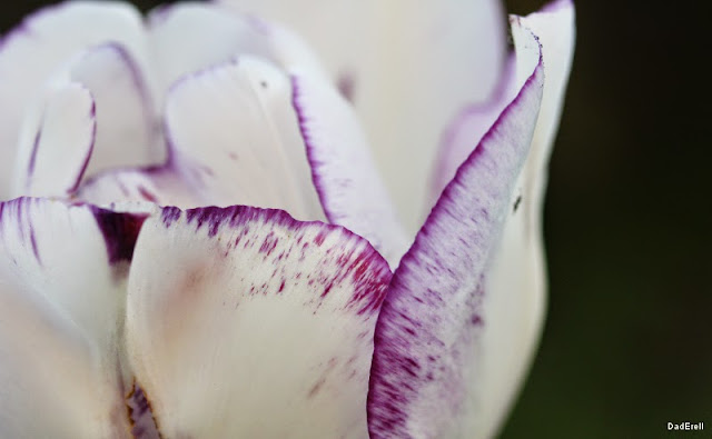 Tulipe à ourlet