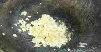 Frying garlic in a wok