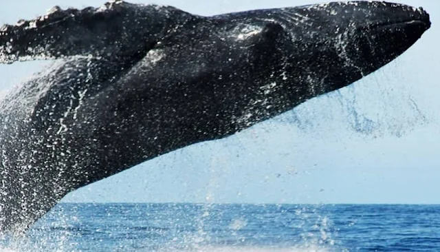 Avistamiento de ballenas en Perú - World Travel Awards 2020